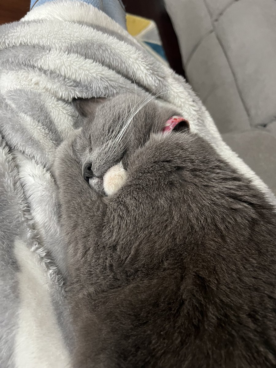 JeanHusmann's tweet photo. @saltylungs Our cat Kristle. https://t.co/TajM5n5D3K