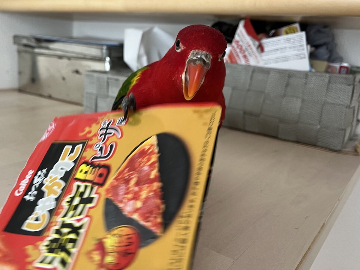 hiyokame1's tweet photo. しばらく使っていませんでしたが、久しぶりに投稿いたします
ミケチャンは大変元気です
#ショウジョウインコ #ローリー #インコ #喋喋吸蜜鸚鵡 #吸蜜鸚鵡 #鸚鵡 #채터링로리 #로리앵무 #수다쟁이장수앵무 #앵무새 #ChatteringLory #ScarletLory #lory #LoriusGarrulus #オビロインコ #猩々ミケ https://t.co/qWDOoEqUTv