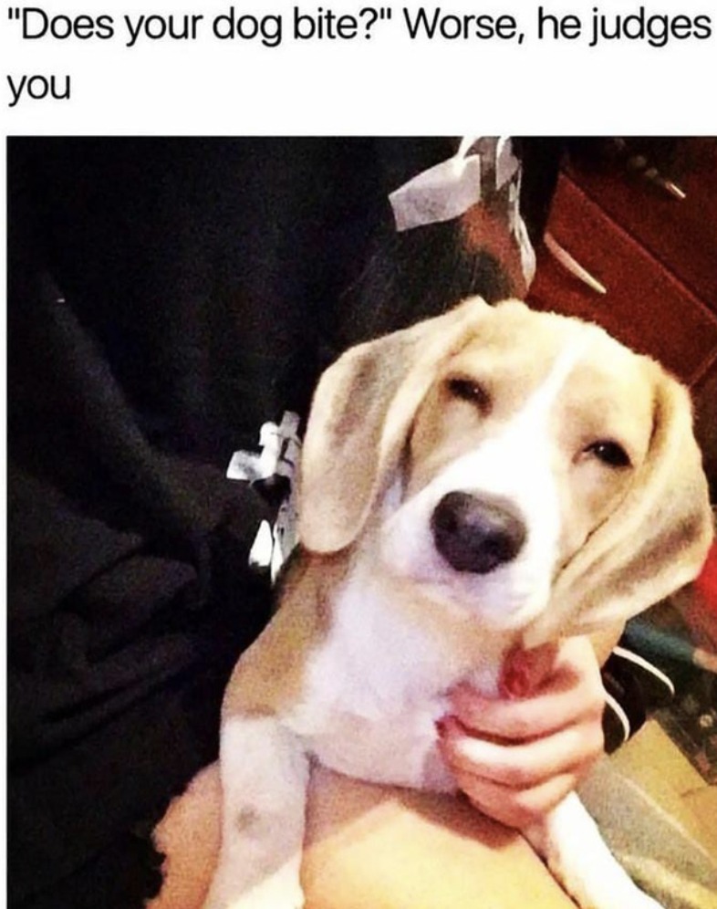 HeckinGoodDogs's tweet image. 