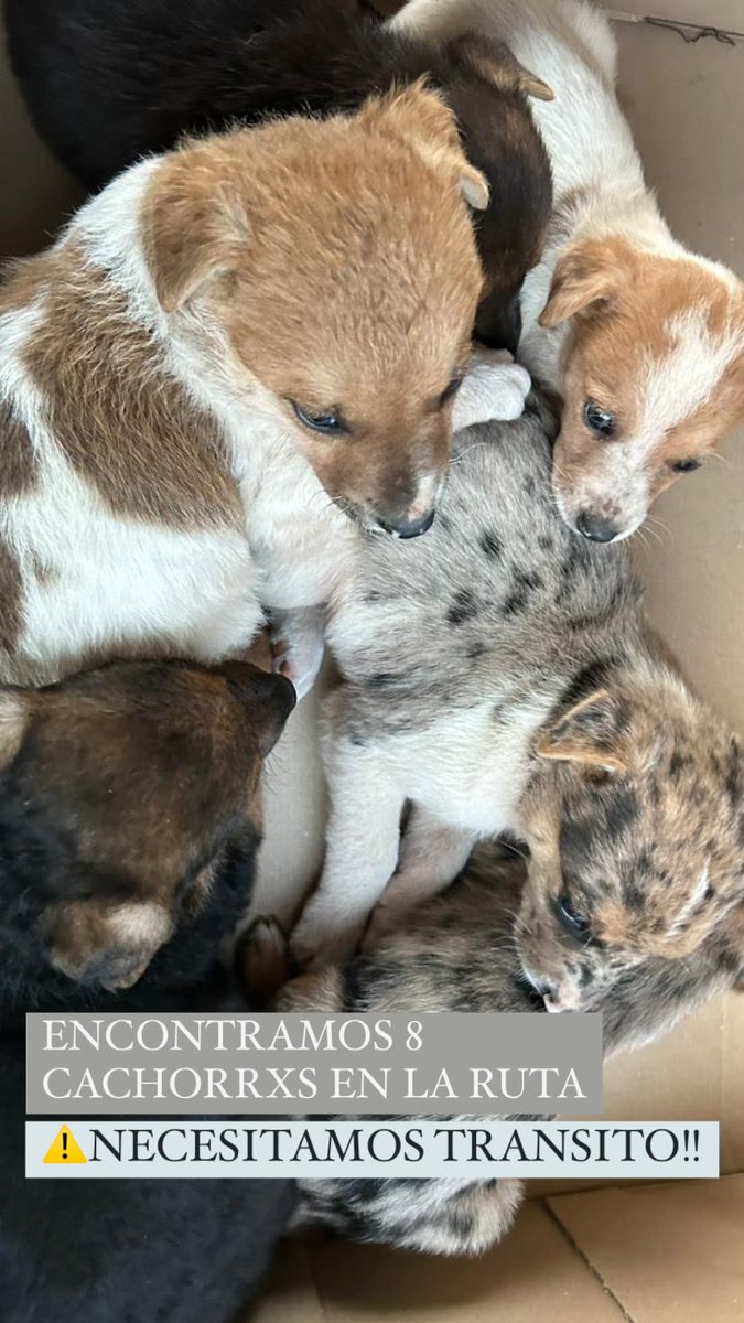 memi_bo's tweet photo. Amigos marplatenses, estos perritos necesitan transito 🤍 https://t.co/uXxBjT8kE2