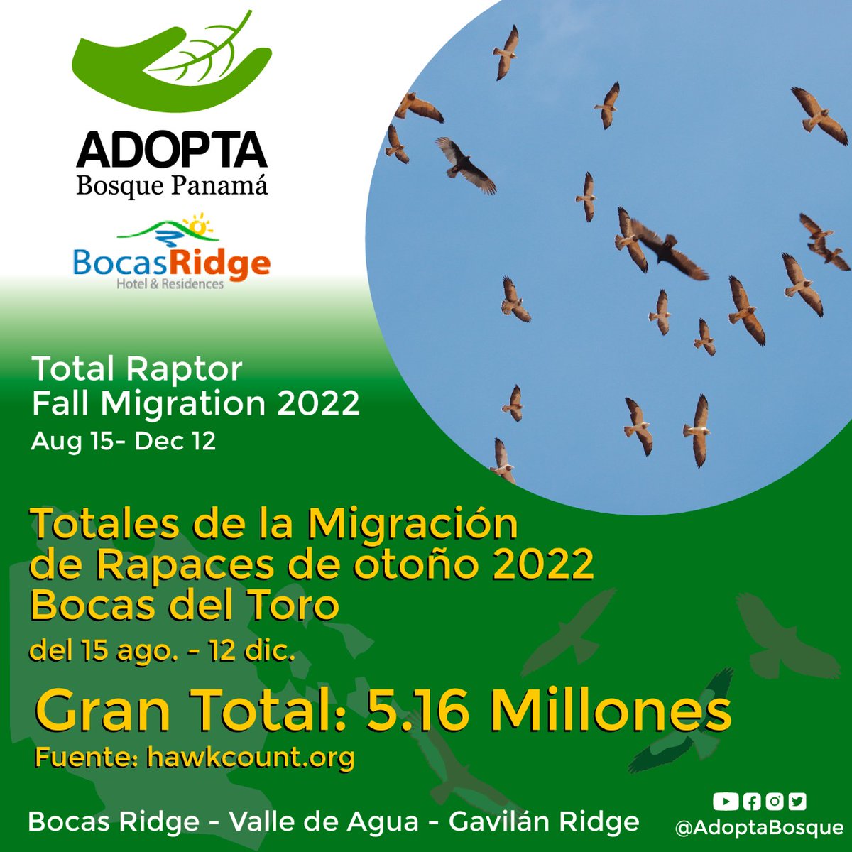 adoptabosque's tweet photo. Entre Agosto y Diciembre pasado el equipo de Contadores del #BocasHawkWatch logró tabular más de 5 MILLONES de aves rapaces migratorias entre los 3 sitios de Conteo en la Provincia de Bocas del Toro!

Gracias @BocasRidge Hotel
Y apoyo de Gulf Coast Bird Observatory #hawkwatching https://t.co/Hu3jqJhqDd