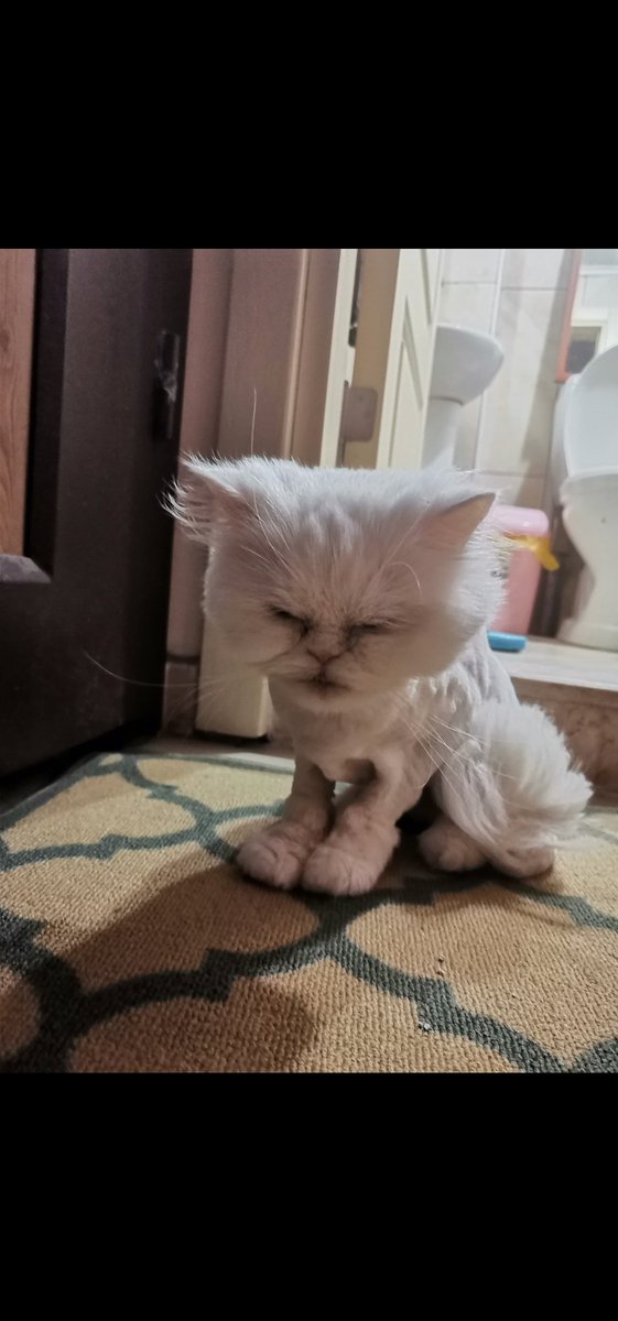 Kediler yıkanmaz ve traş edilmezmiş.