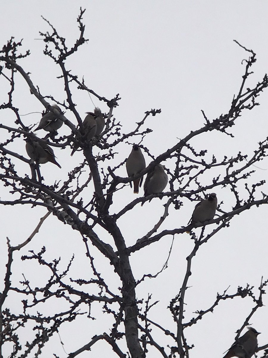 ScottSomershoe's tweet photo. After being dirty and driving 20 min to see Bohemian waxwings 9 days ago, then riding 3 miles and seeing 40, I had 38+ in my patch and from my YARD today in Littleton. That dirty drive opened the door to sweetness. https://t.co/4BOkU2Av8K