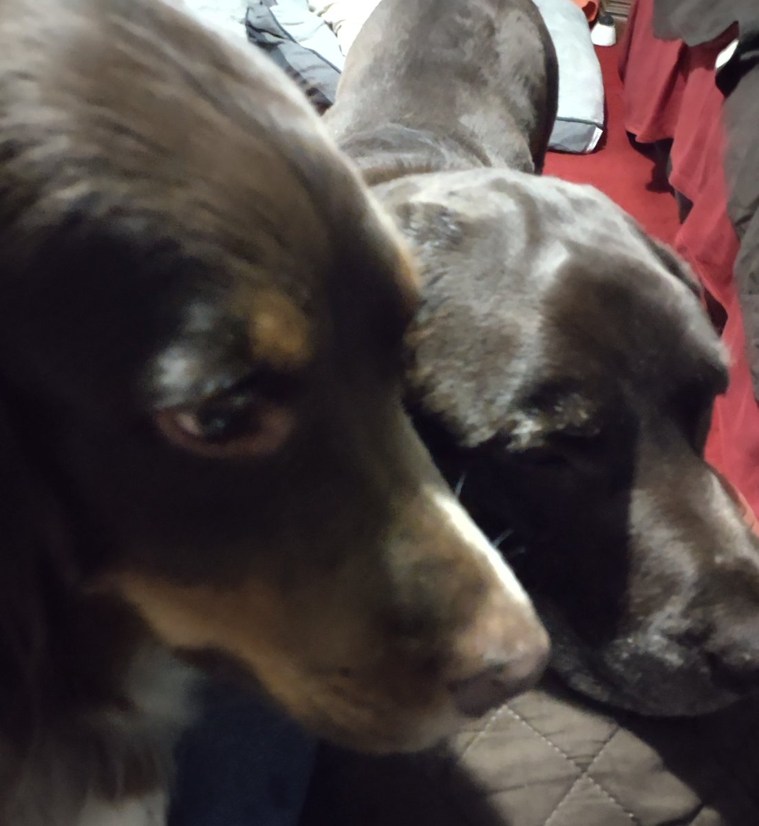 StimachPhillip's tweet photo. My boys, Elvis the super #aussimix and Sambo the #chocolatelab https://t.co/F5Bj5FELje