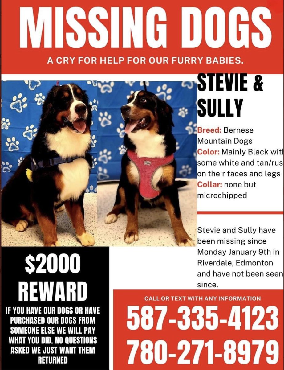 Hi all. Just north of us a family is missing their two Bernese Mountain Dogs. We have been asked to help share the message. Please help us share the message.