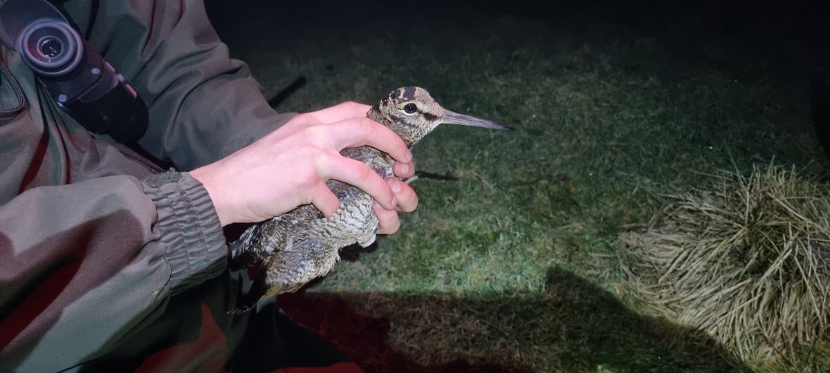 Tonight marked a full 12 months of dazzling at our East Renfrewshire farmland site.  The session ended with 3 Woodcock, 3 Skylark and a retrap Jack.

Our 12 month wader total finished on 113 birds ringed. Main ones being Woodcock (56), Jacks (31 + 14 RT) and 21 Common Snipe