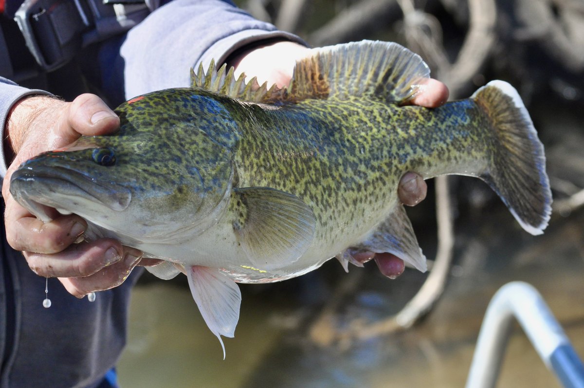 Over the last 3 years our team has only found 6 Murray Cod in the Darling-Baaka River between Bourke and Louth. This is reason for concern. Read more here: tinyurl.com/yeym98uz @FlowMERprogram @theCEWH @WaterUNE Photo: Murray cod, Credit: Leo Cameron (DPI Fisheries)