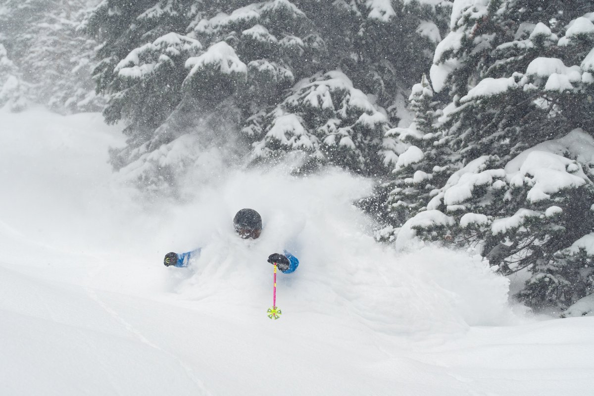 Snowbird tweet media