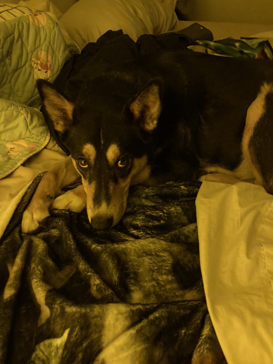 kstewskisAZ's tweet image. When you’ve really screwed up. #DogsKnow