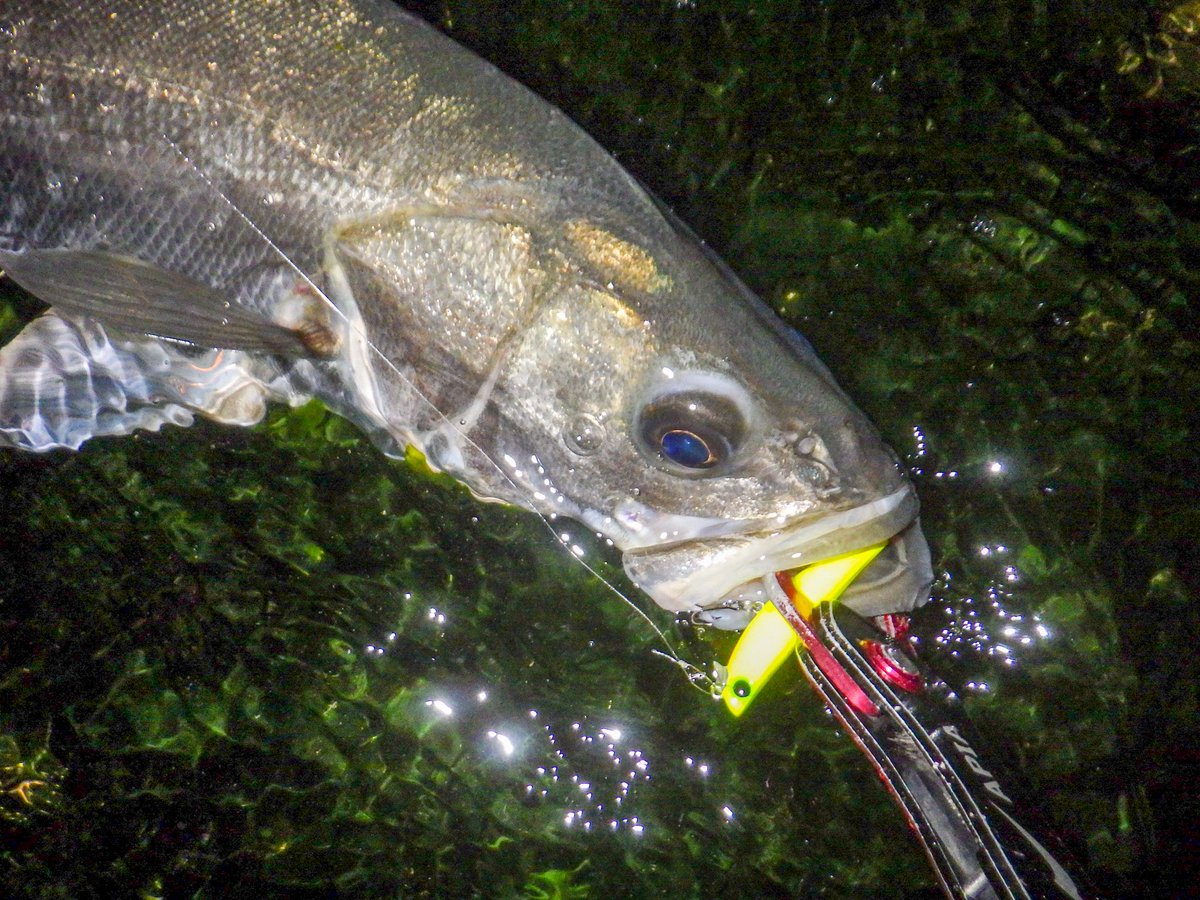 norifuminagash1's tweet photo. 一旦?フィネってみれば、ヒラで��なくアフターのマルな昨夜。
#三浦半島
#シーバス
#APIA
#HYDROUPPER55S
#GRANDAGE
#LITEC76 https://t.co/sTXxnZQaeC
