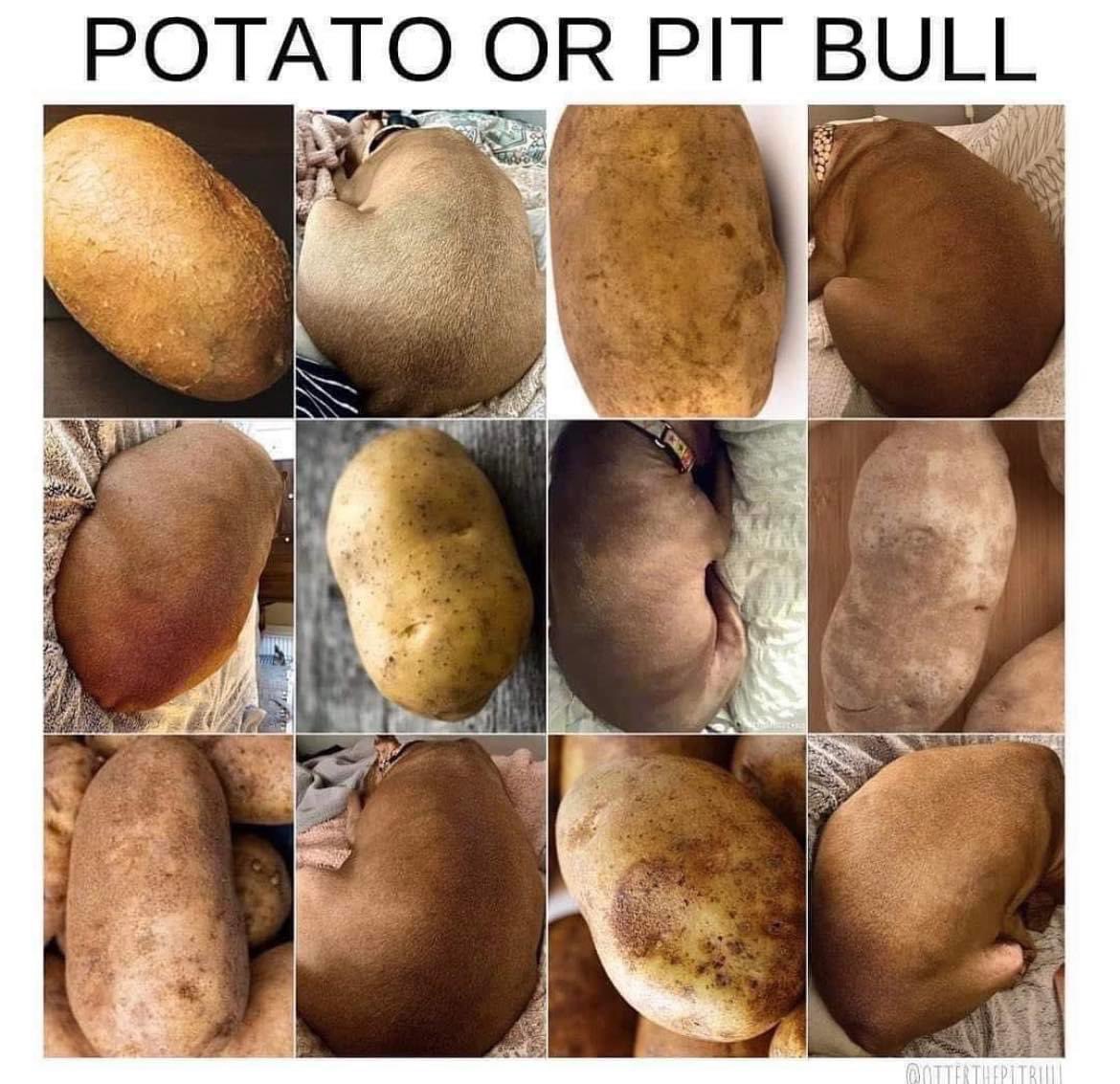 LukePotatoPants's tweet photo. Hey they look like me! https://t.co/7tMuoxMUBM