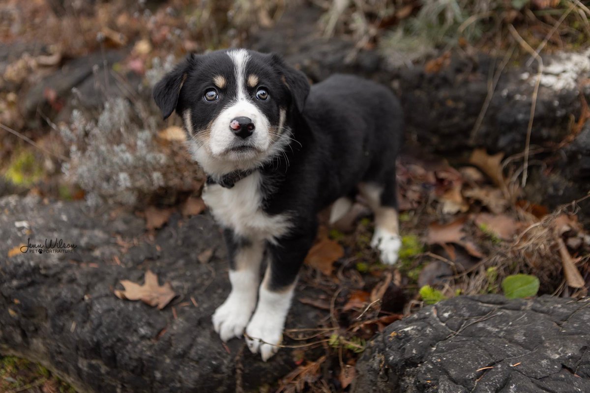 PoundDog911's tweet photo. Name: Uno
Age: 10weeks
Gender: male
Neutered: will be
UTD vaccines: yes
Breed: Australian Shepherd X
Colours: tri
Coat length: long
House trained: no
Special needs: no
OK with kids: over 8y
OK with cats/dogs:yes
Microchip: yes
Size: medium
Location: Waterloo
Adoption fee: $800 https://t.co/h5ECw13z3d
