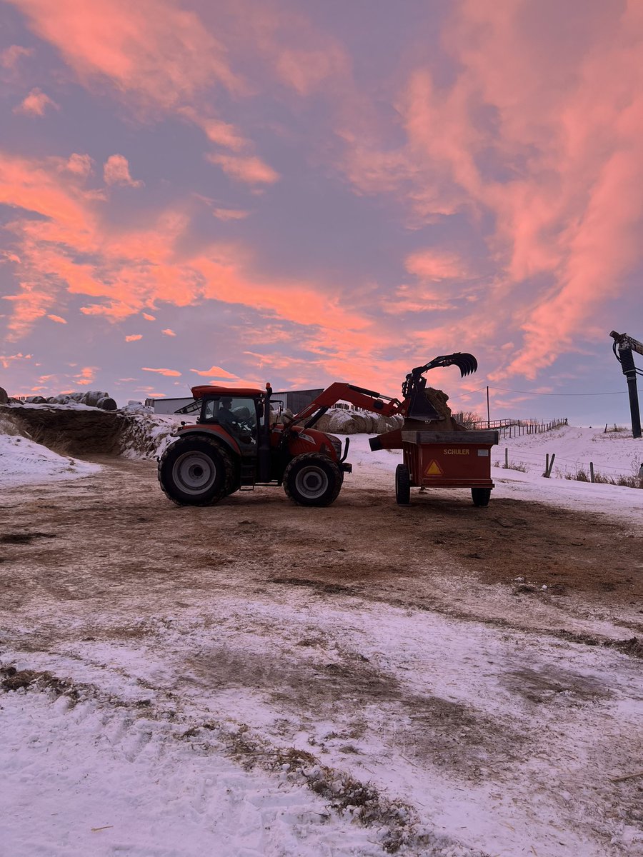 PrimroseRob's tweet photo. 2023 Bovine Babysitting 

It’s been about 3 years but the little brother trusted me to look after his girls &amp; guys again. 
At least this time the weather wasn’t -30c to -45c. 
Making a bit more of a farm girl out of my boss. Did good job at gate &amp; silage wagon hitch technician. https://t.co/6HJd3IdhL0