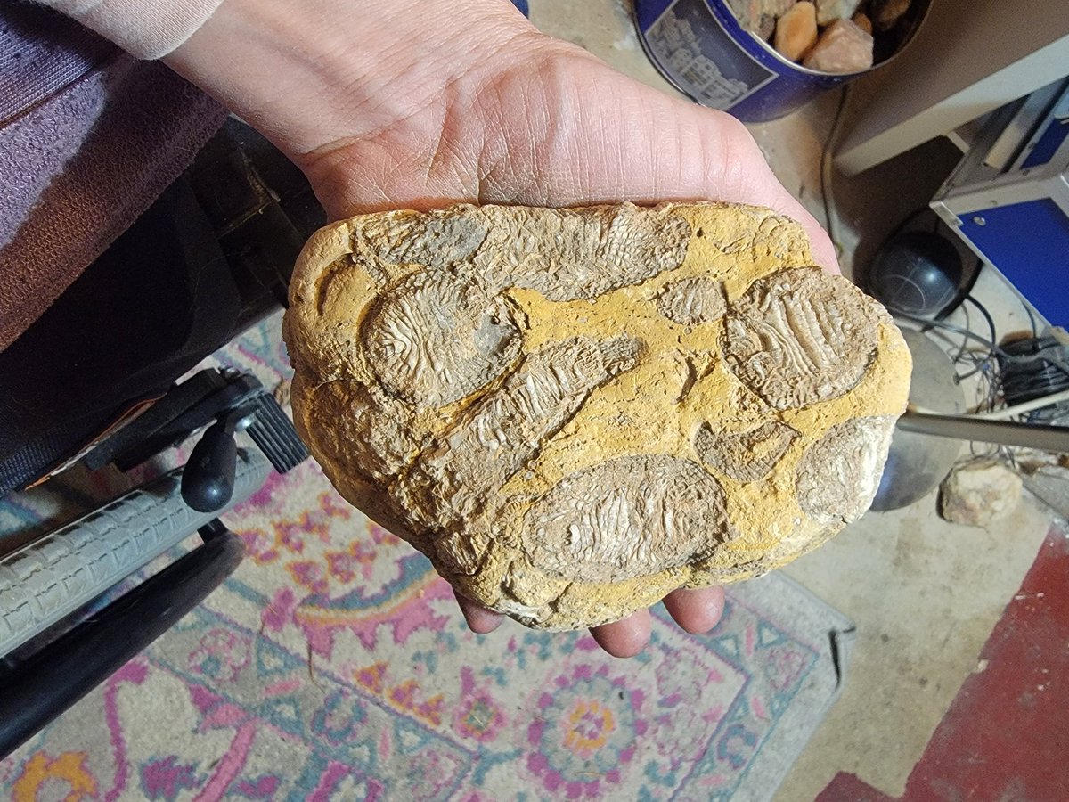 urowheel's tweet photo. A few of my favorites from yesterday's rock hunt. #Rocks #RockStar #fossils #NewMexico #gooutsideplease #rockhunting #rockhounds #fotd https://t.co/l8hytoSnt9