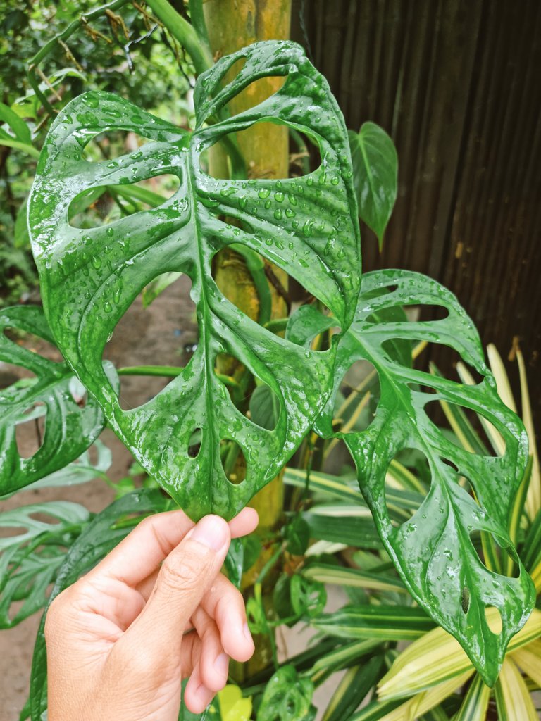 Monstera adansonii leaves are growing bigger and bigger 💚
#monsteramonday #plantito #planttwitter