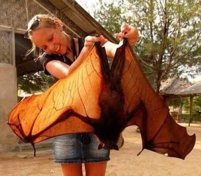 Look what we’ve got going on in our backyard here. We see them flying around every evening. One caught <a href="/Steph_Crites_/">Stephanie Crites</a> &amp; the kids off-guard, our first night here, causing some screams 🤣, when it swooped by just above their heads.