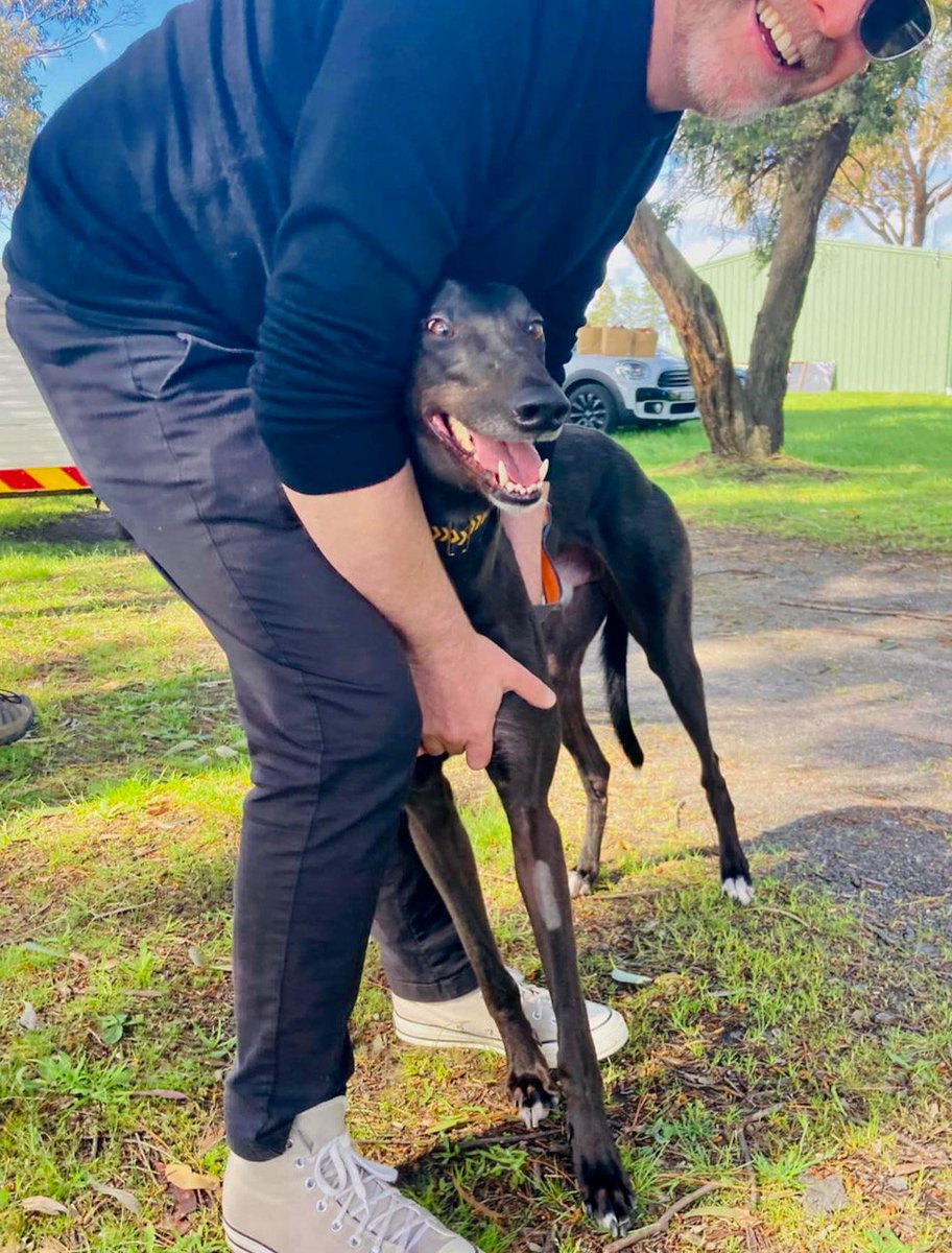 Gumtree Greys tweet media