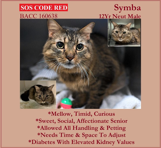 sachikoko's tweet photo. 🆘CODE RED🆘TBD TUE 1/17/23🆘
💘SWEET 12YO #SENIOR BROWN #TABBY KITTY "SYMBA"💘
😿💔DUMPED BC OWNER MOVING, HAS DIABETES
🚨NEEDS #ADOPTION #RESCUE #FOSTER ASAP!🚨
🚨160638 https://t.co/zJjzPJpsSX
🙏🏽#ADOPT #PLEDGE #SAVEALIFE #AdoptDontShop
#BROOKLYN #NYCACC #CAT #CatsofTwitter https://t.co/SG0BCJcbGD