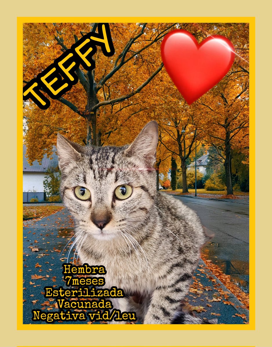 #FamiliaFelina #CDMX #AdopcionResponsable
Estos 4 khermosos andan en busca de hogar.Quieren ser amados, cuidados, respetados y alimentados sanamente.
Compañeros d vida q estarán a tu lado en tus momentos difíciles.Te ronronearán para hacerte sentir mejor.
Info × DM
RT al infinito