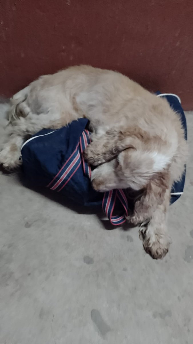 patripeyrou's tweet photo. URGENTE PERRA ENCONTRADA Muy ASUSTADA 1166676107 La retienen en ese número ayúdame a encontrar a su familia🐶😍 https://t.co/XThuW0sjUa