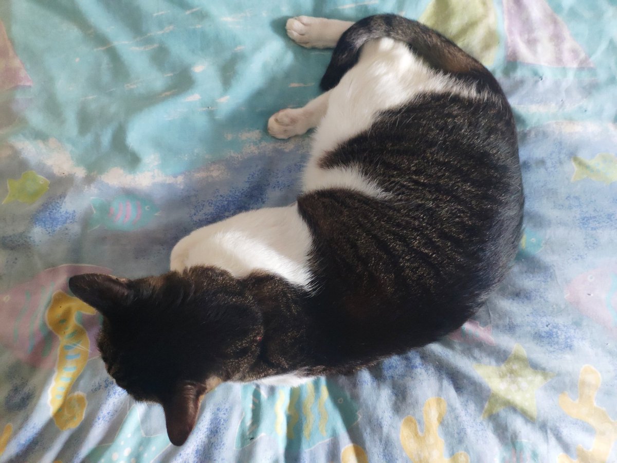 benbenthekitteh's tweet photo. #7daysofBenBen 1/7 : Morning fluff https://t.co/UdeYkdLVDl