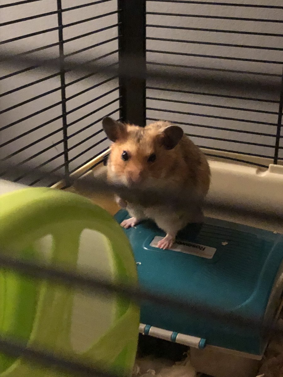 Alia62Alia's tweet photo. Someone is not happy that I am up watching tennis 🎾 sorry @keviiiiinNCFC #HamsterLife #HamsterTime https://t.co/iUtcGscmjr