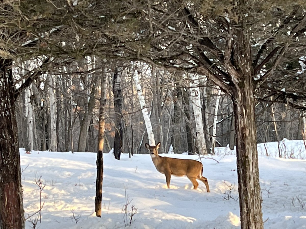 GailNosek's tweet photo. Beautiful day for a hike at Afton State Park with the snow, and the people, and the snowpeople. ⛄️
Also, deer and a particularly screechy 🦅! @mndnr @mnstateparks #optoutside #hikemn https://t.co/8OxDsCQNFc