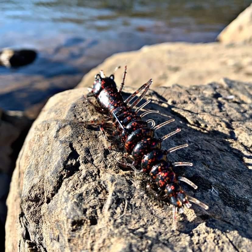 NikkoBaits tweet media