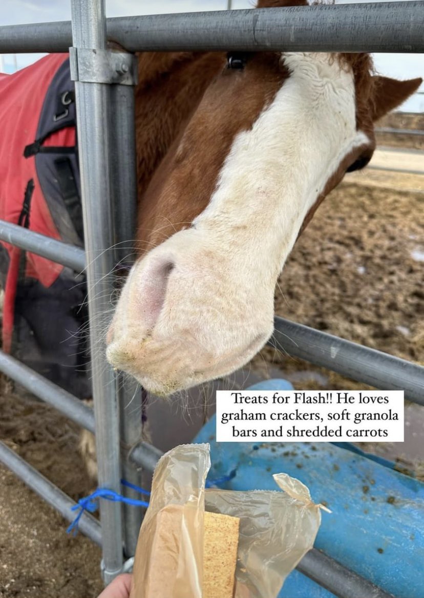 Wildatharthorse's tweet image. Flash is a #snackmaster! #snackshelp #snacksonsunday #SundayFunday #seniorsunday #adopt #love 🐎❤️
