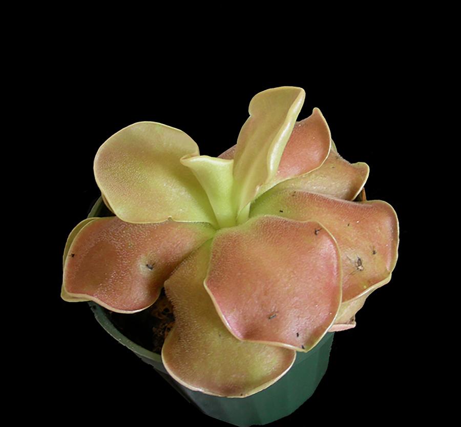 MikeHowlettPFT's tweet photo. 10% OFF ALL PINGUICULA!! https://t.co/vM4SYgmoiq
https://t.co/Hj5F3L9f0a https://t.co/Pj4Uag0SMH