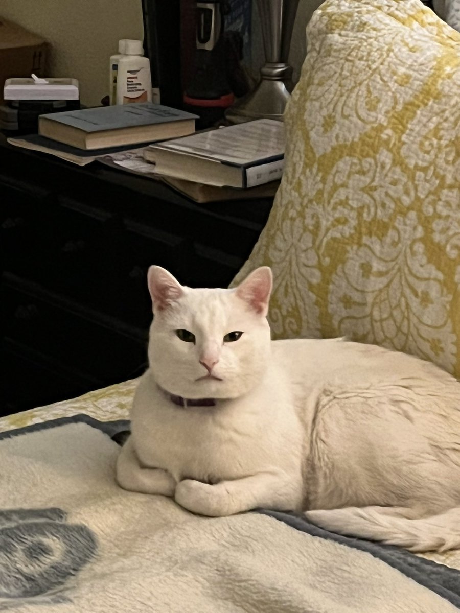 Katiecook86Cook's tweet photo. @TreasuryMog This is Georgie and he is 6 years old. He loves to have his belly and armpits scratched! https://t.co/ZAt1Y31tdS