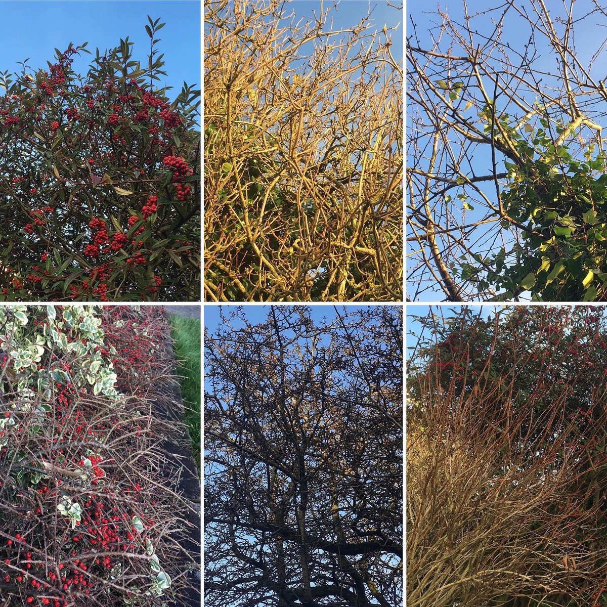 Jan_Lentzos's tweet photo. #SixOnSaturday #InMyGarden #CotoneasterCornubia #RedBerries #BlueSky #WinterSunshine #Bushes #Trees #BareBranches #ElderTree #CherryTree #HawthornTree #Weigela #Cotoneaster #CotoneasterBerries #Birds #Berries #Birdscaping #BirdsAndBerries #MyGardenThisMonth #MyGardenInWinter https://t.co/hmVTlK6jNJ