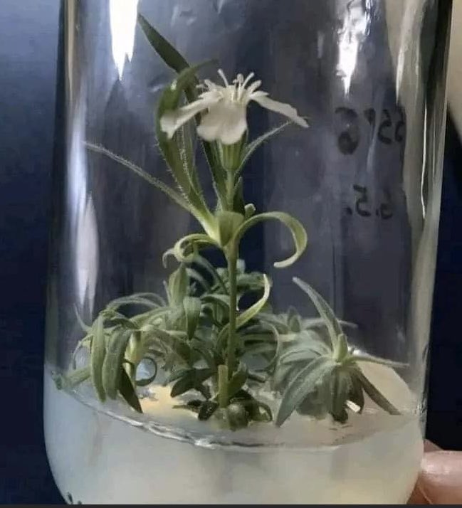 You are looking at the oldest plant ever to be regenerated, grown from 32,000-year-old seeds! A Russian team discovered a seed cache of Silene stenophylla, native to Siberia buried by an Ice Age squirrel, successfully germinated it nationalgeographic.com/science/articl…