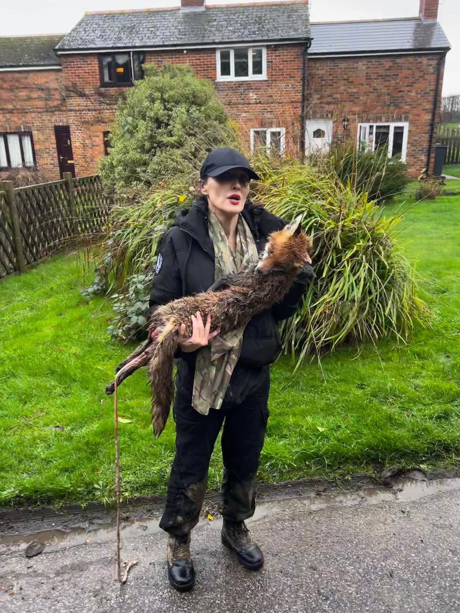 Just yesterday in the UK East Kent hunt sabs unable to save this fox from a barbaric horrific death mauled and mangled by hounds. The 2004 ban on this vile blood sport is not enforced and is a joke. They need a new one. #enforcetheban #keeptheban #foxhunting
