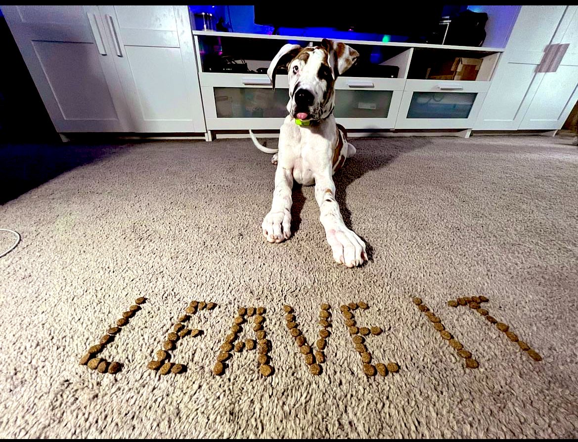 ListFranzi's tweet photo. #dogsoftwitter #dogtrainer #lakecounty #obedience #puppy #atouchofclass #IL #manners https://t.co/E1MKAK24DB