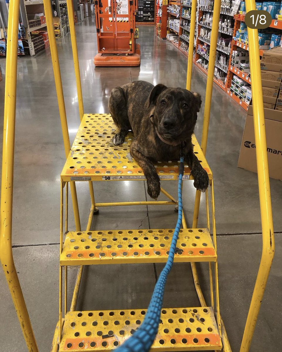 ListFranzi's tweet photo. #dogtrainer #dogtraining #placetraining #public #lakecounty #obedience #DogsOnTwitter https://t.co/4xR840rDnC