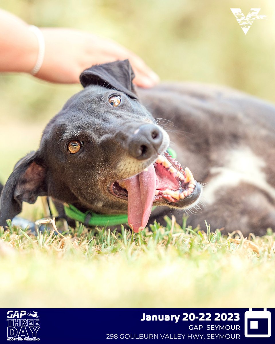 GRV_News's tweet photo. GAP are hosting their first Three Day Adoption Weekend of the year on January 20, 21 &amp; 22 at GAP Seymour!

For more👇

🎟 https://t.co/Xoa5y0mgd1 

📖 https://t.co/CS9qGxXtI5 https://t.co/gtyfbJXvpS