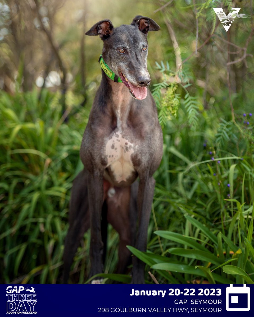 GRV_News's tweet photo. GAP are hosting their first Three Day Adoption Weekend of the year on January 20, 21 &amp; 22 at GAP Seymour!

For more👇

🎟 https://t.co/Xoa5y0mgd1 

📖 https://t.co/CS9qGxXtI5 https://t.co/gtyfbJXvpS