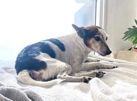 Tabyta201's tweet photo. ❌‼️‼️15/01/2023 - Anoche entraron a robar en casa en el Bajo de San Isidro y *se perdió mi adorado Jini*, un Jack Russel blanco con manchas negras y marrones. Está viejito y medio sordo. Si lo ven agárrenlo y llámenme, por favor 🙏🏾 *FLAVIA 11 6000 3196*
https://t.co/vsP8rTuWeM https://t.co/gwQ7rWnJEj