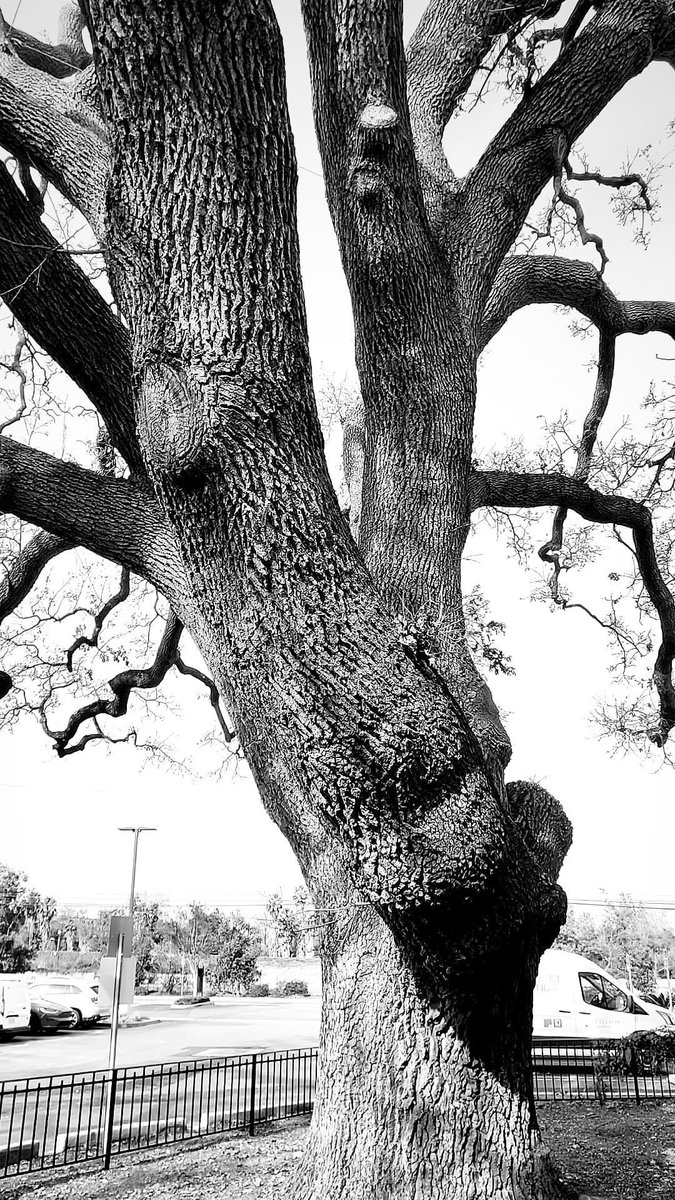 ConejoJoe tweet media