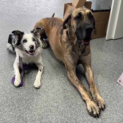 ListFranzi's tweet photo. #bordercollie #greatdane #dogsitter #dogtraining #lakecounty #northchicago #obedience #placetraining #manners https://t.co/LGvs25cnRy