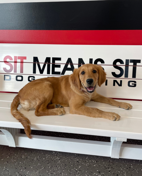 SitMeansSitMT's tweet photo. Everyone enjoyed working with Charlie during his board & train.
#dogsofinstagram #dogslife #dogscorner #pawsome #barkhappy #doggoals #barkpost #dogsdaily #doglovers https://t.co/JYoehIAoOO