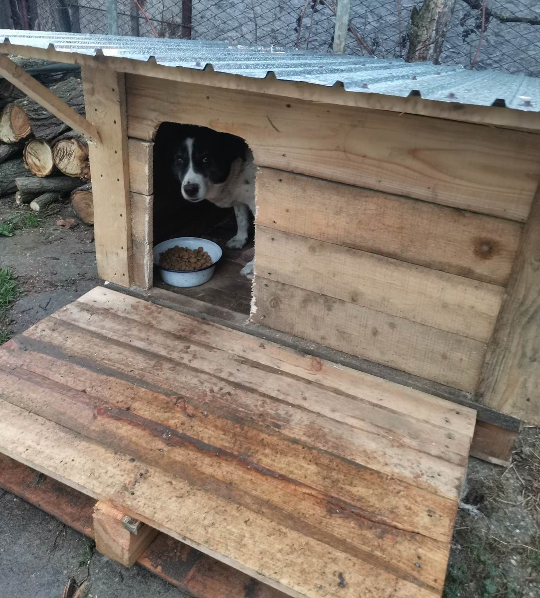 Wild at Heart Foundation tweet media