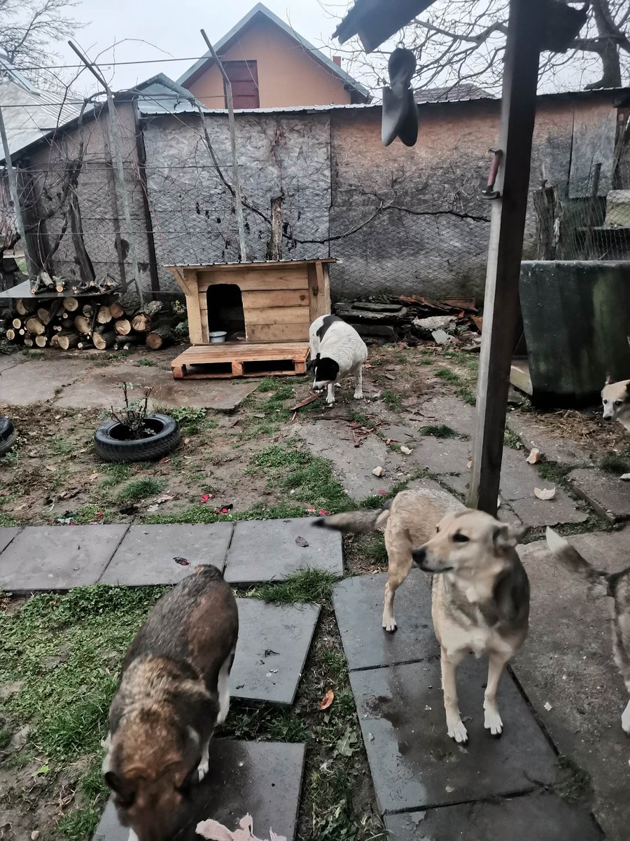 Wild at Heart Foundation tweet media