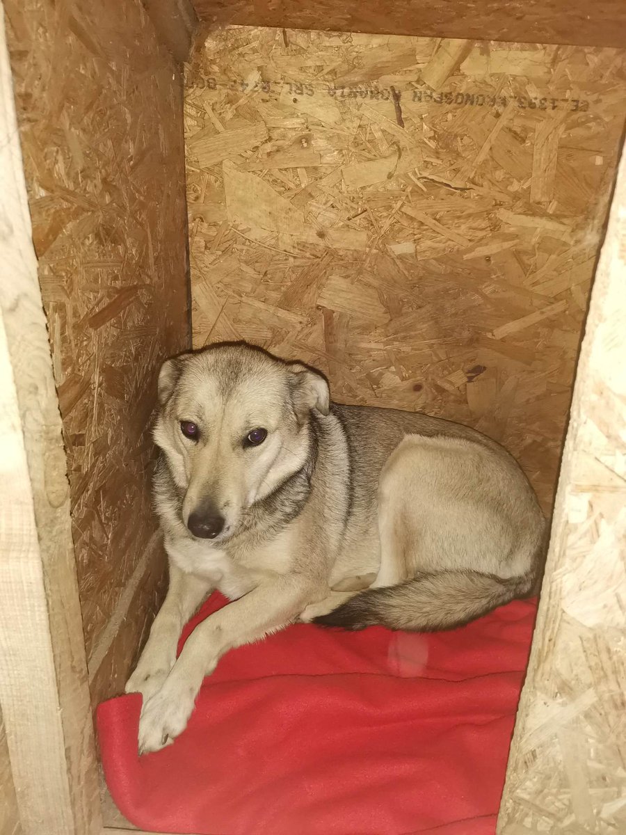 In 2022 we financially supported 8 overseas projects. This helped to provide food &amp; medical care for both in-shelter &amp; street dogs, which also assisted with general shelter upkeep - for dogs in Romania, this meant new kennels &amp; blankets!

Read more here - wildatheartfoundation.org/projects/