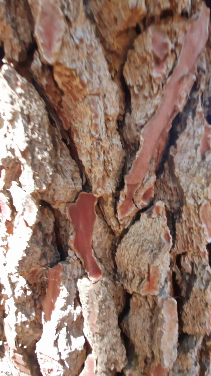 Day 15  #Gratitude  January 2023

" On pavements and the bark of trees I have found whole worlds."

— Mark Tobey

#newyear #gratitude #abundance #newyear #newbeginnings #tenweeks #incredibleyou #coach