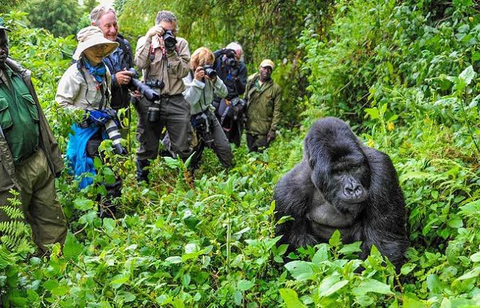 Uganda’s foremost tourist attraction & one of the world’s most remarkable wildlife encounters is tracking gorillas across the misty slopes of Bwindi Impenetrable forest. 

Book your #gorillasafari with us. 
visitthegorillas.com 
#gorillahighlights 
📸 courtesy