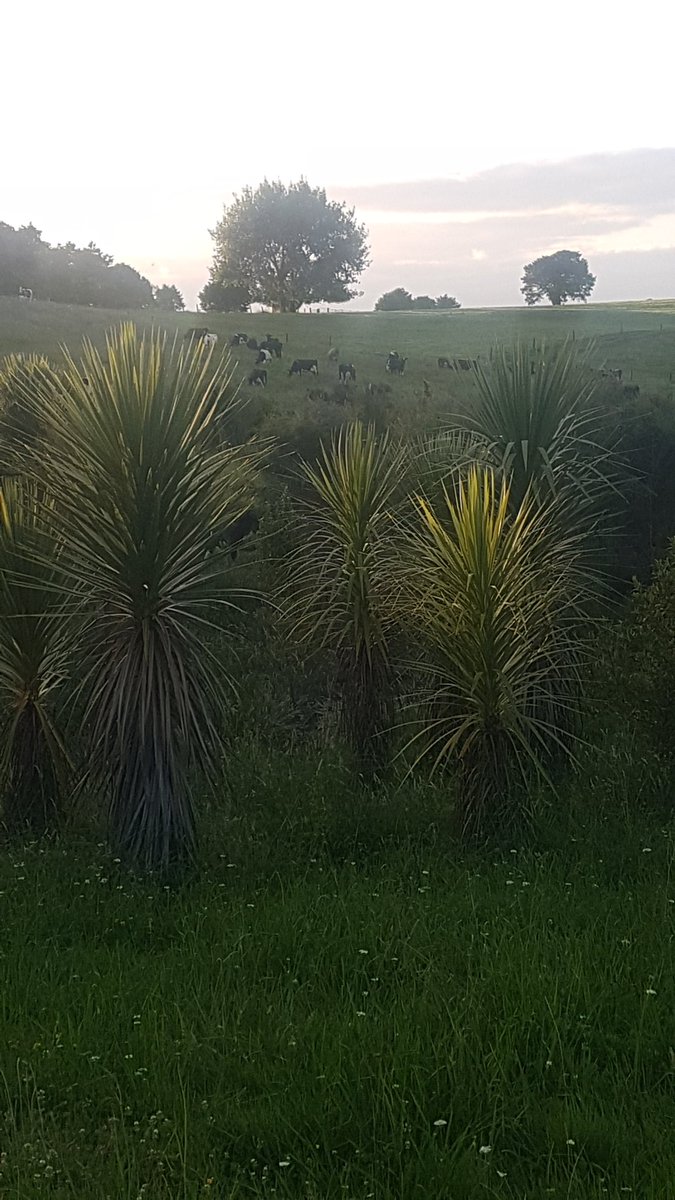 The young girls/OAD mob had pleanty on offer today in their coxfoot fescue chicory plantain clover new grass mix today so we shot down for a game of squash and they got an evening shift back across the road after a good hit out on the courts.
Happy girl's this lot.
