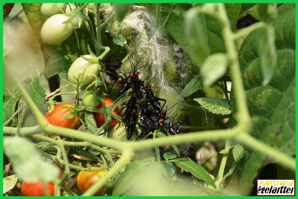 El que tiene paciencia, obtendrá lo que desea.