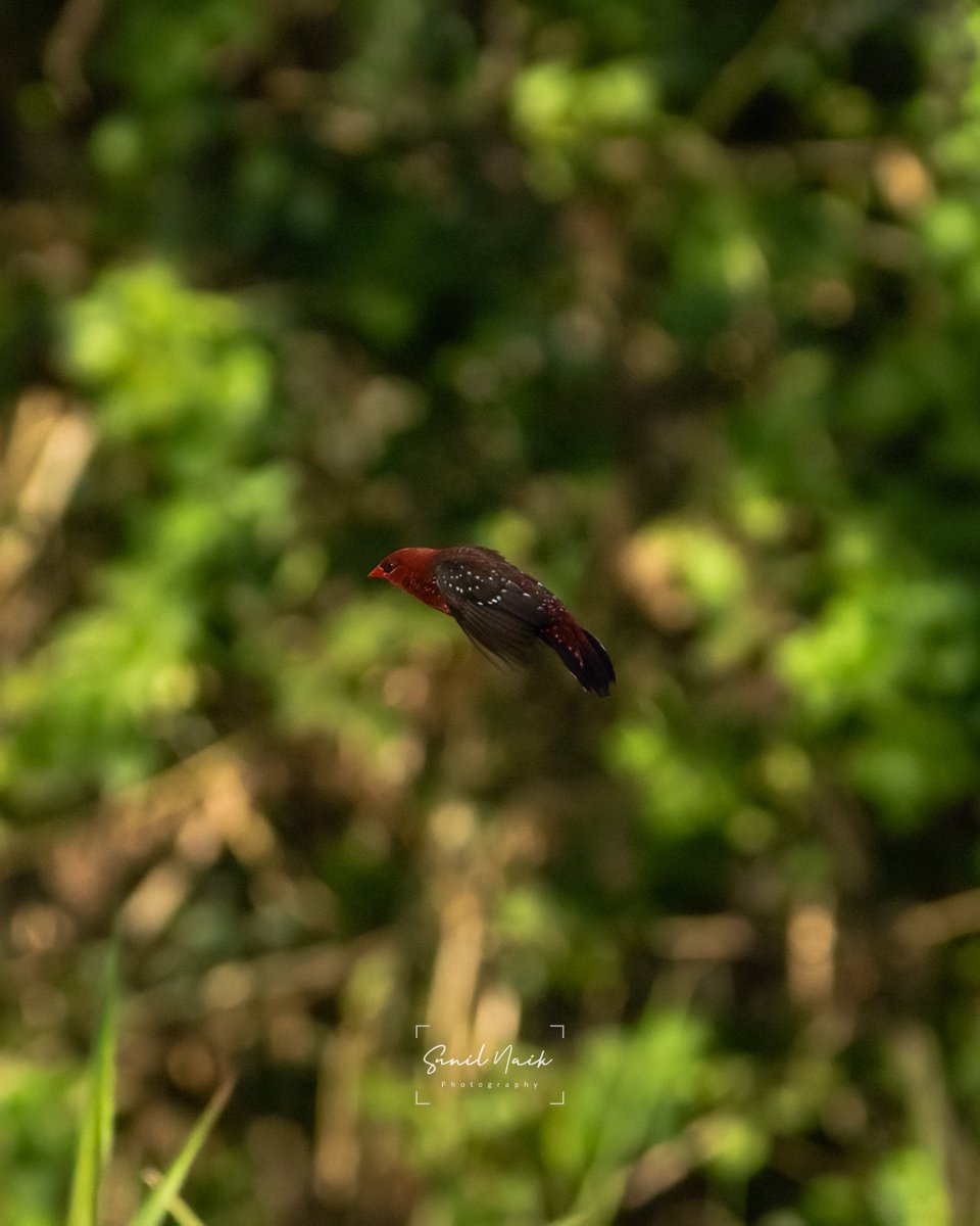 Bright and beautiful: A Red Avadavat bird basking in the sun, a splash of color in the lush greenery of Bangalore 

#RedAvadavat #StrawberryFinch #BangaloreBirds #IndianWildlife #BrightPlumage #BirdsOfIndia #NaturePhotography #BirdWatching #WildlifeConservation